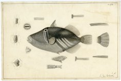 RU 007186, Box 5, Folder 7; Drawing of Balistoid by John Richard, based on sketches of fish observed or collected during the United States Exploring Expedition, 1838-1842.